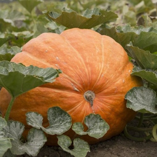 Mammoth King Pumpkins PM41-5
