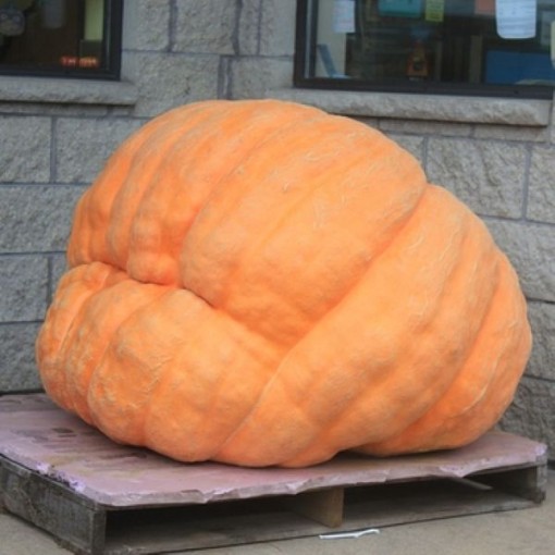 Pacific Giant Pumpkins PM42-5