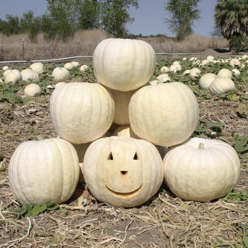 Full Moon Pumpkins PM43-10