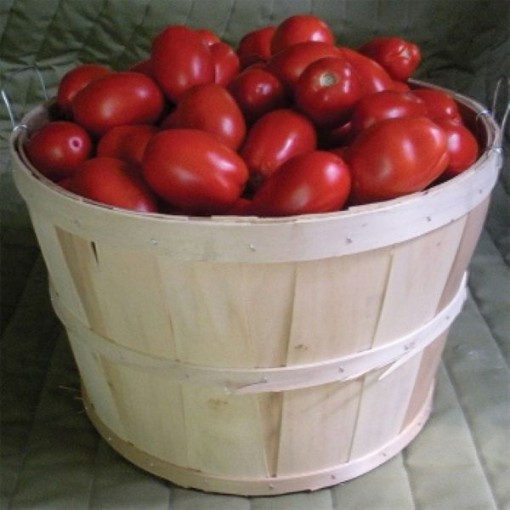 Plum Regal Tomato TM804-10