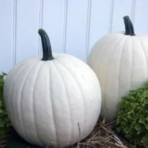 Cotton Candy Pumpkins PM45-20
