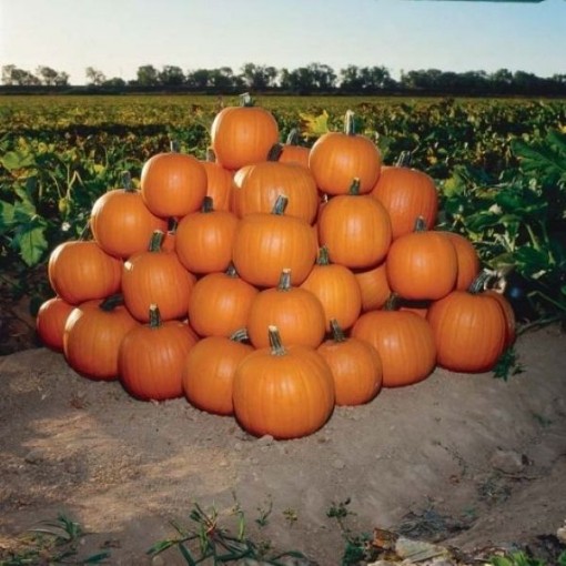 Jack of All Trades Pumpkins PM46-20