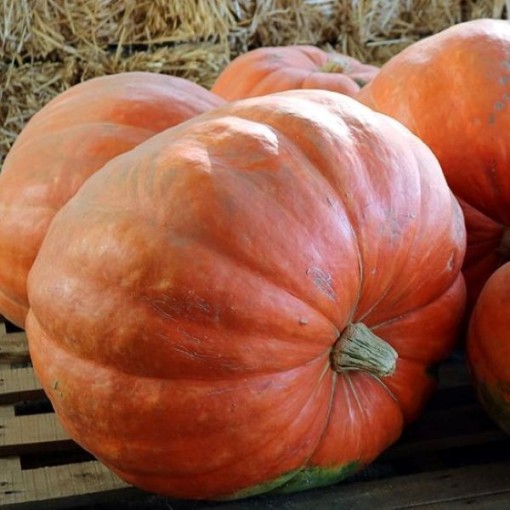 Prizewinner Pumpkins PM47-5