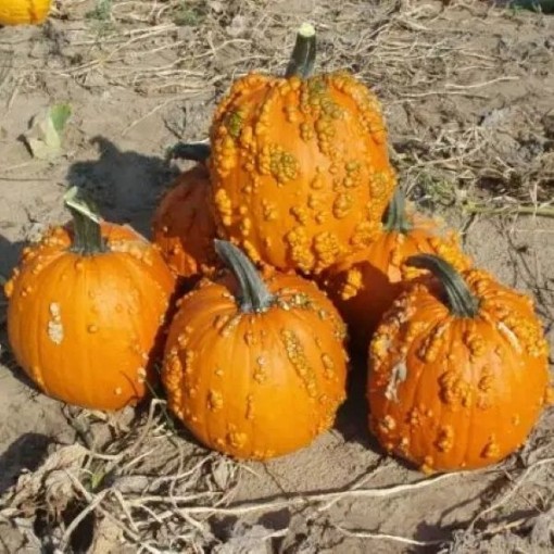 Goose Bumps Pumpkins PM48-10