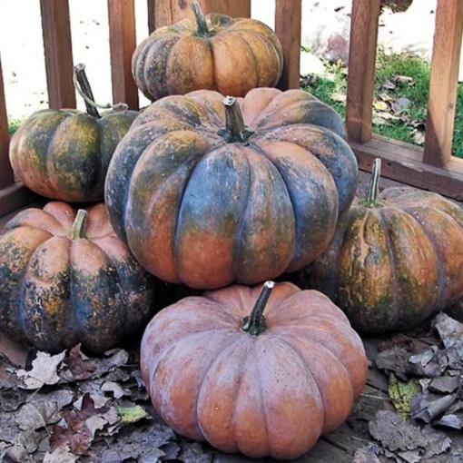 Musquee de Provence Pumpkins PM50-20