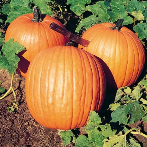 Howden's Field Pumpkins PM51-20