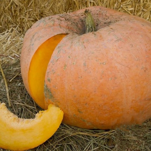 Yellow of Paris Pumpkins PM52-20