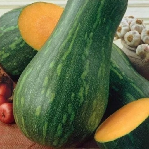 Naples Long Pumpkins PM55-10