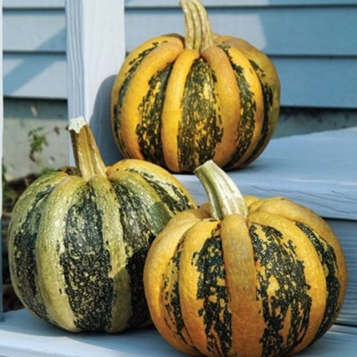 American Tondo Pumpkins PM56-20