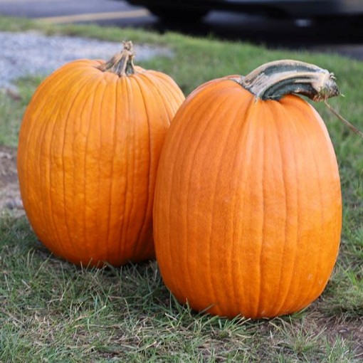 Howden Biggie Pumpkins PM58-10