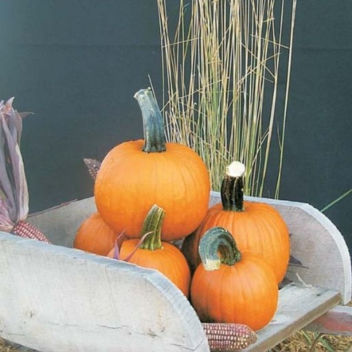 Pik A Pie Pumpkins PM59-20