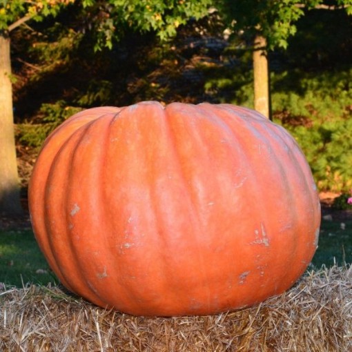 Growers Giant Pumpkins PM61-10