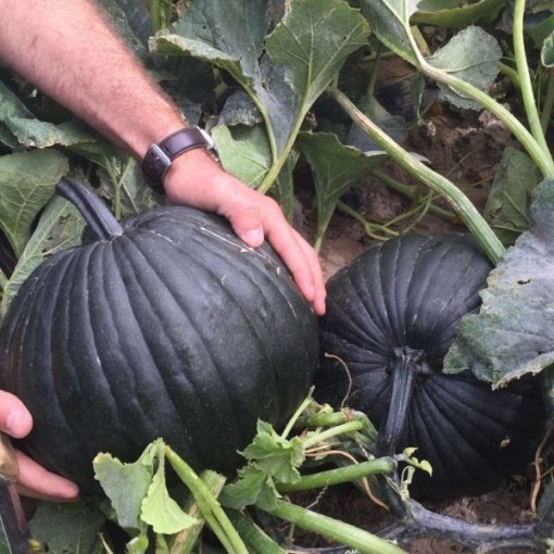 Dark Knight Pumpkins PM64-10