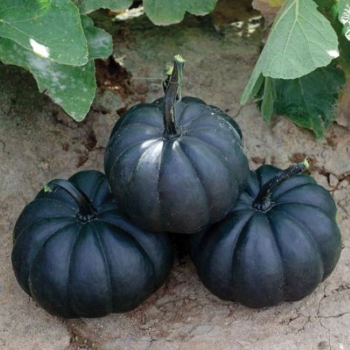 Midnight Pumpkins PM65-10