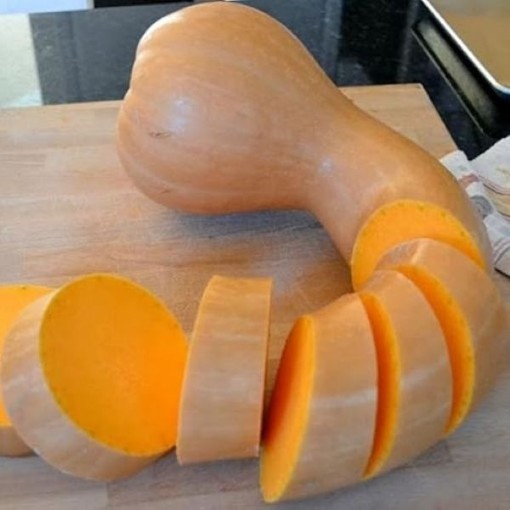 Turkeyneck Pumpkins PM66-0