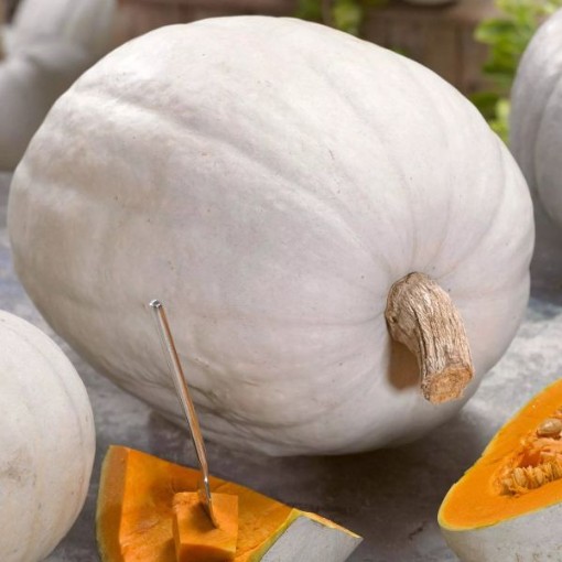 Super Moon Pumpkins PM67-20