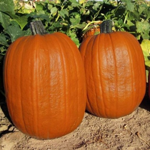 Early Giant Pumpkins PM69-10