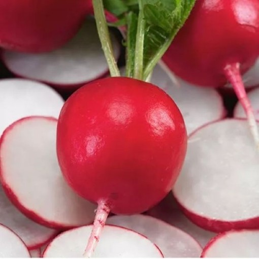 Early Scarlet Globe Radishes RD3-100