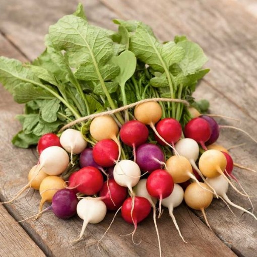 Easter Egg Radishes RD4-100