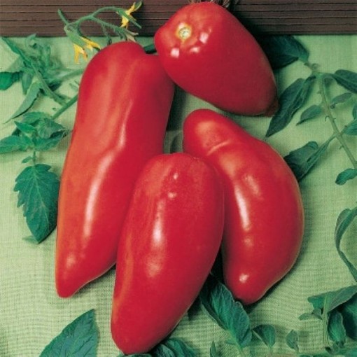 Opalka Tomato TM169-20