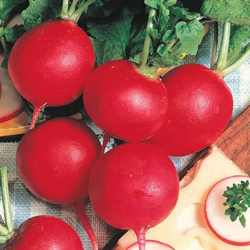 Parat German Giant Radishes RD7-100