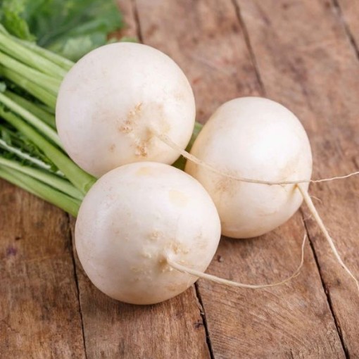 Shogoin Globe Radishes RD12-100