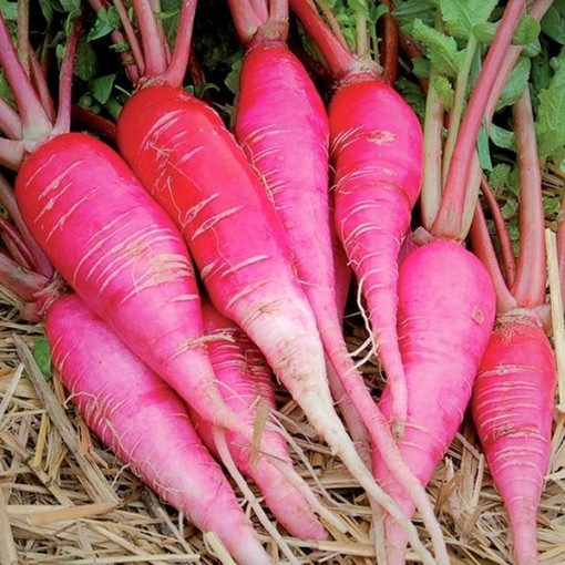 China Rose Winter Radishes RD16-100