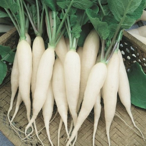 White Icicle Radishes RD23-100