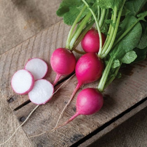 Pink Beauty Radishes RD24-100