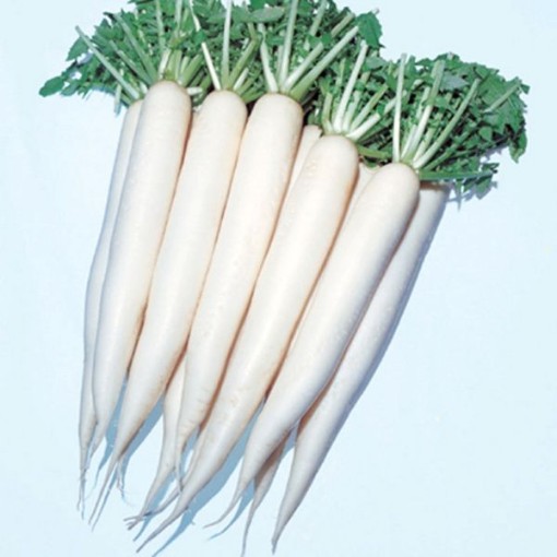 April Cross Radishes RD28-100