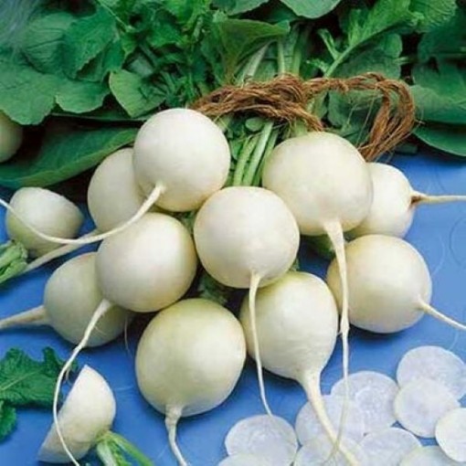 Philadelphia White Box Radishes RD31-100
