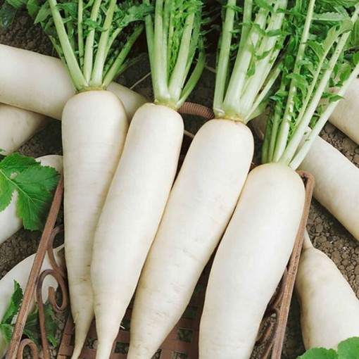 Japanese Minowase Radishes RD43-100
