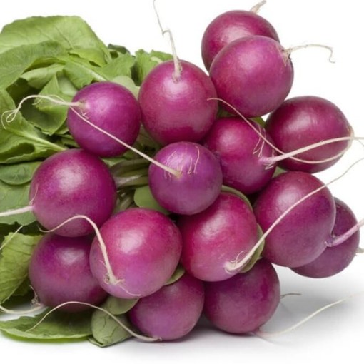 Purple Plum Radishes RD44-100