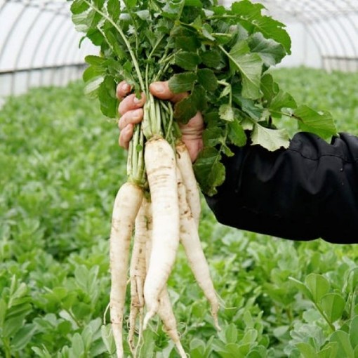 Groundhog Radishes RD49-100