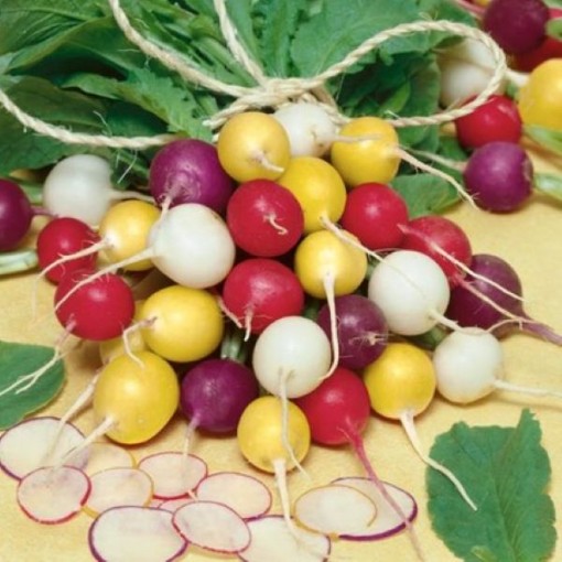 Crayon Colors Mix Radishes RD50-100