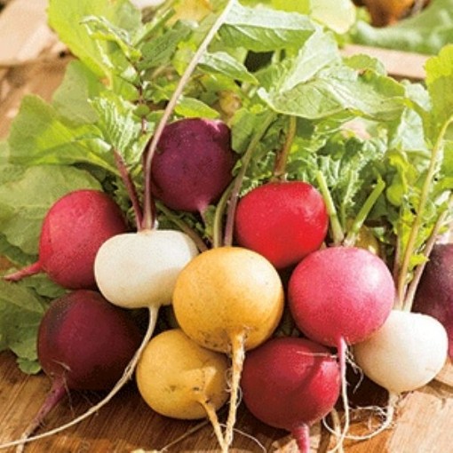 Gourmet Blend Radishes RD42-100