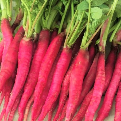 Fire Candle Radishes RD51-100
