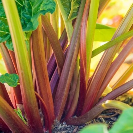 Glaskins Perpetual Rhubarb SW20-100