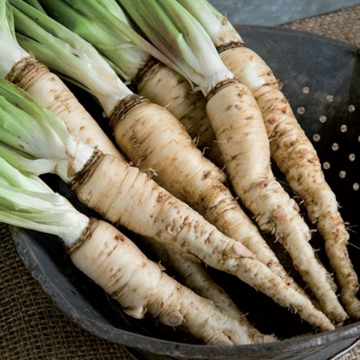 Mammoth Sandwich Island Salsify SL1-100