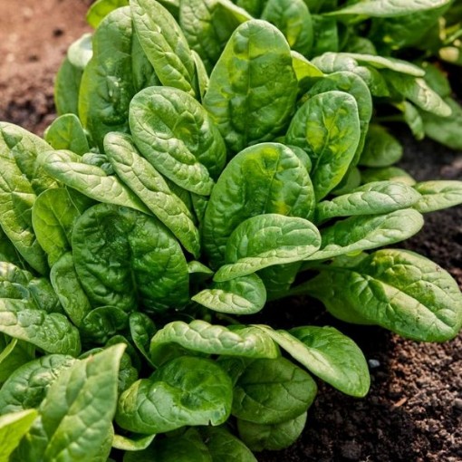 Bloomsdale Long Standing Spinach SN1-250