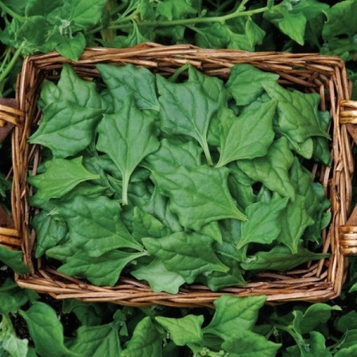 New Zealand Spinach SN2-100