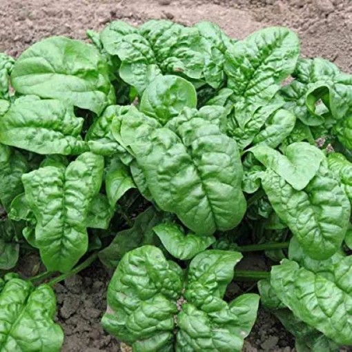 Giant Nobel Spinach SN8-250