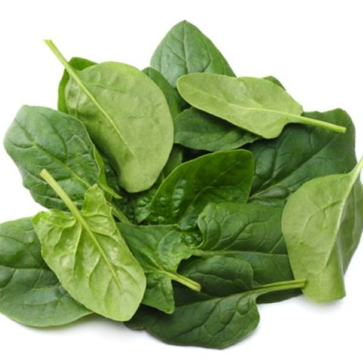 Early Hybrid No 7 Spinach SN9-250