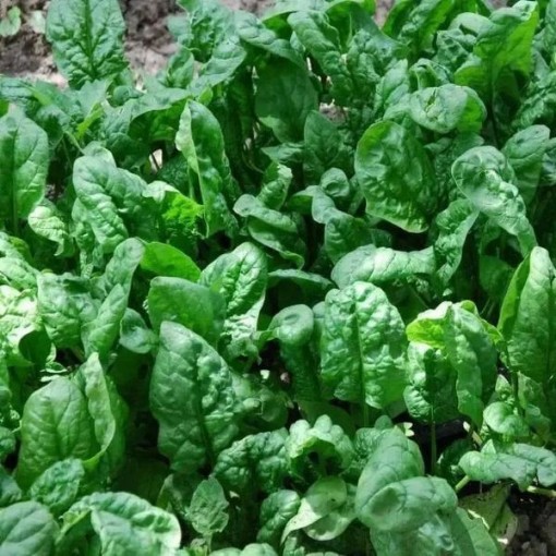 Tyee Spinach SN10-250