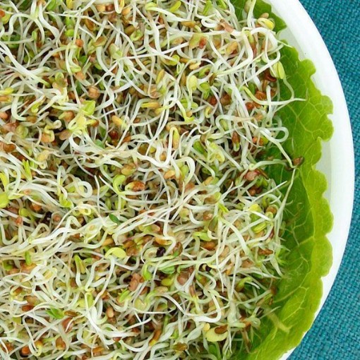 Salad Sprouting Mix Seeds SS8-500