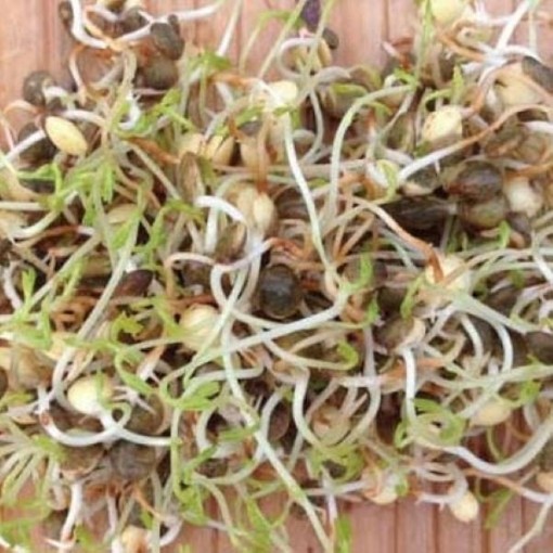 Lentil Sprouting Seeds SS9-200