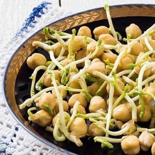 Garbanzo Sprouting Beans SS11-50