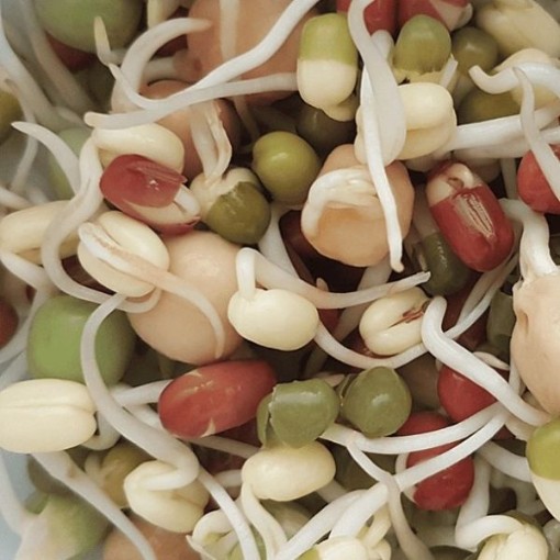 Protein Powerhouse Mix Sprouting Seeds SS12-200