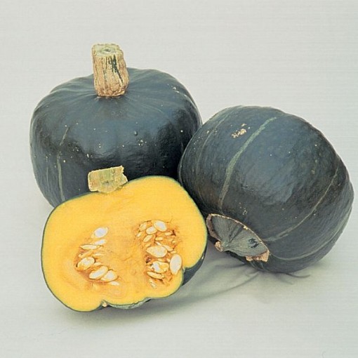 Burgess Buttercup Squash SQ3-25