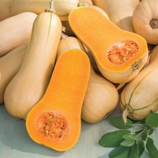 Burpee's Butterbush Squash SQ4-25